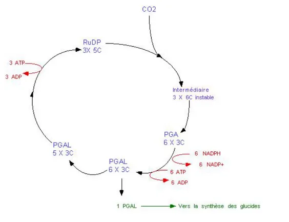 Figure 4  : Schéma du cycle de Calvin (d’après Anne-Marie Bernier, 