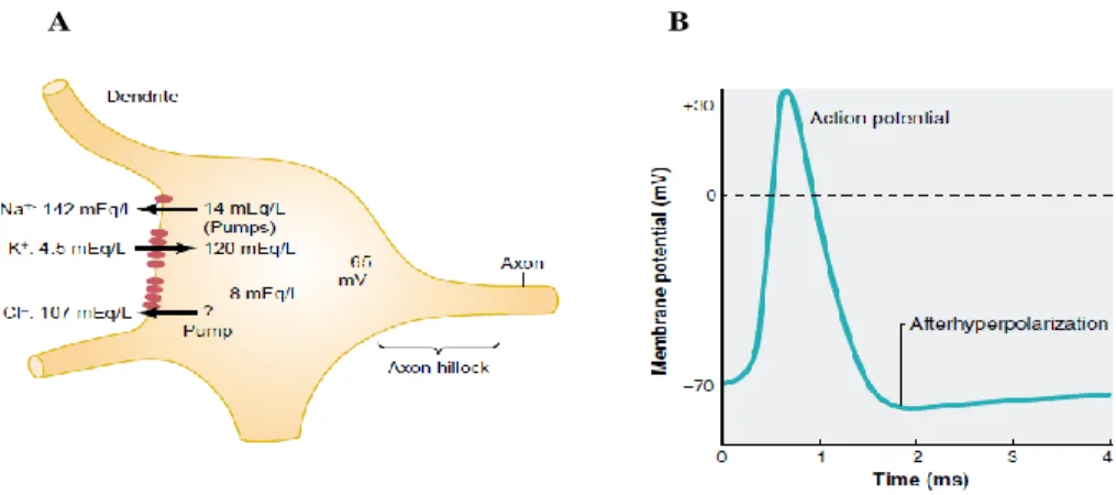 Fig 2.2 A: Schematic of a neuron where the different concentrations of Na +  and K +   across its semipermeable membrane create a 