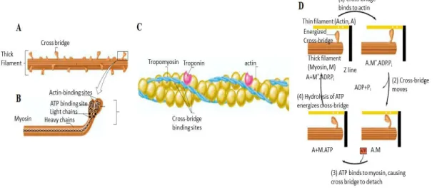 Fig 2.5 A: Heavy chains of myosin molecules form the core of a thick filament. The myosin molecules are oriented in opposite  directions in either half of the filament