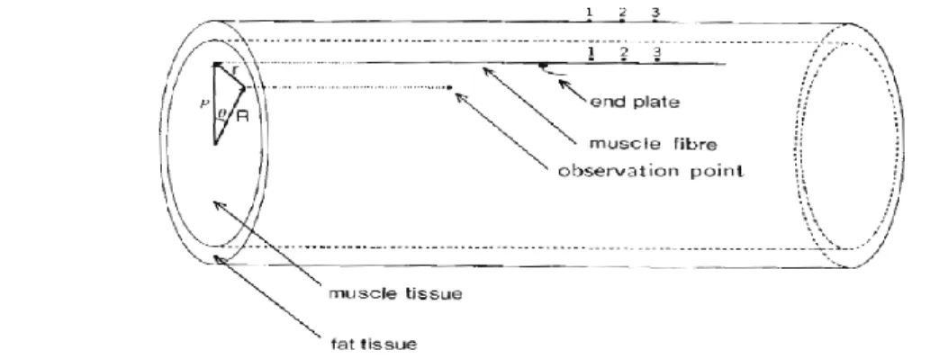 Fig.  2.13  Two  concentric  cylinders  of  finite  dimensions  to  model  singlr  fiber  extracellular  action  potential