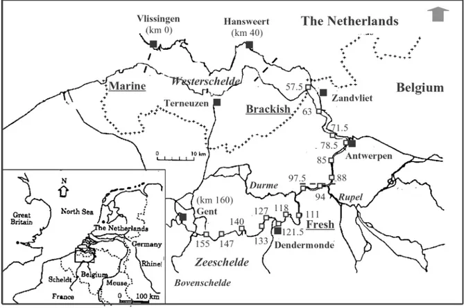 Fig. 1. The Schelde estuary. Sampling stations (white squares) are denoted by their distance in km from the mouth at Vlissingen.