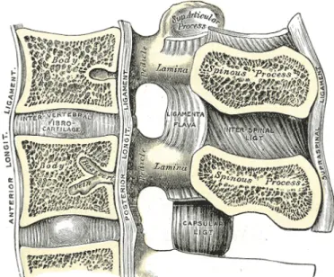 Figure 1-1 : Situation du disque intervertébral dans le rachis (adapté de Gray's Anatomy) 