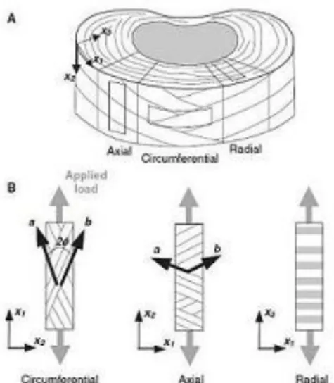 Figure 1-4 : Organisation des fibres de collagène sur l'annulus fibrosus (adapté de  http://med.penn.edu) 