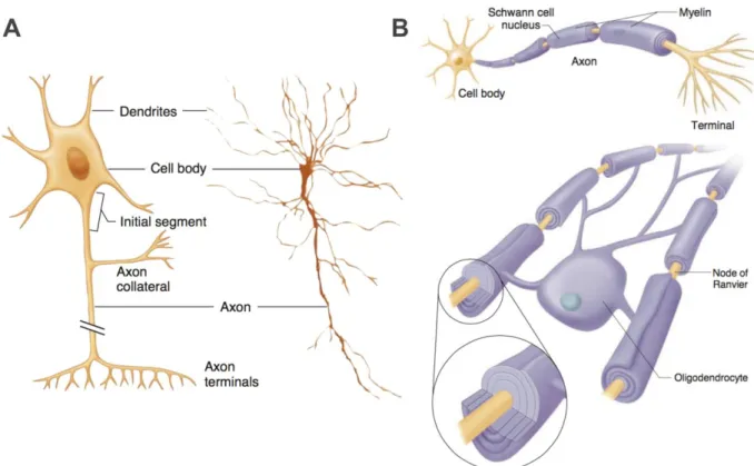 Figure 2-1, Adapted from (Widmaier et al. 2013, Fig. 6-1 &amp; 6-2). Representation of a neuron and  its  basic  components  as  well  as  the  shape  of  a  neuron  observed  through  a  microscope  (A)