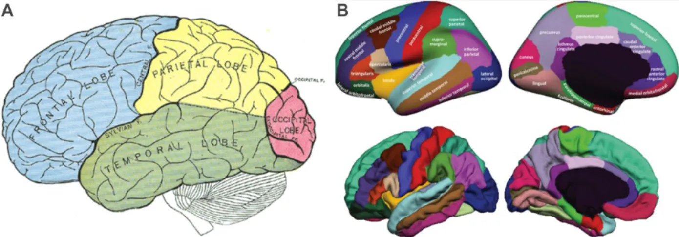 Figure 2-10, (A) Basic four-areas parcellation of the cerebral cortex, made by Henry Gray in 1858 