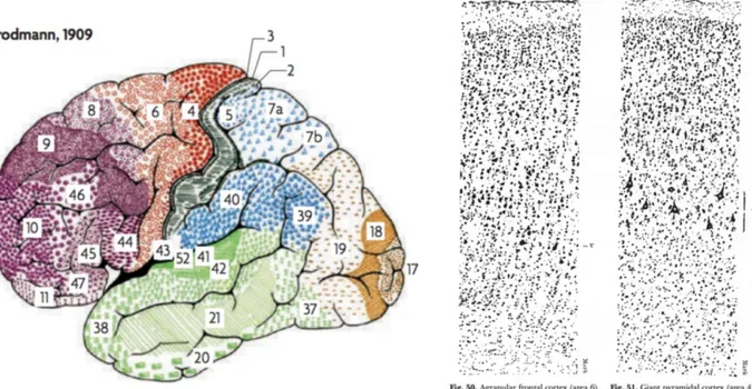Figure 2-11, atlas of the Brodmann areas (left, (Zilles &amp; Amunts 2010)  of the Human cortex and  samples  of the cellular organisation  of the brodmann area (BA) 6  and  BA 4 in  monkeys  (right, 