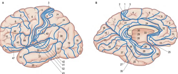 Figure 2-13, From  (Gray &amp; Standring 2008) , shows  a detailed parcellation in Brodmann Areas  (BAs) in lateral (A) and medial (B) views of the left hemisphere of the Human cortex