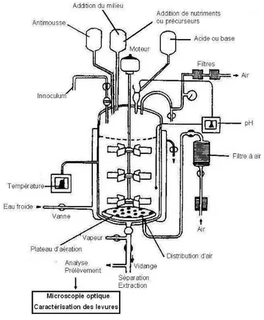 Fig. 1.4 – Schéma d’un fermenteur discontinu [Mey04]
