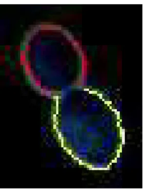 Fig. 3.12 – Identification des cellules en fonction des maximums de la T.O. Les contours jaune et rouge décrivent chacun une cellule.