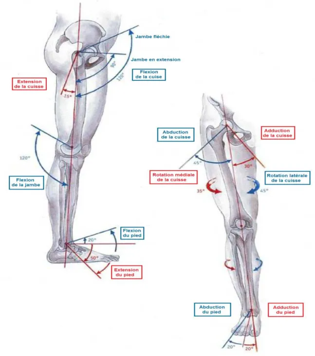Figure 2.2: Bilan articulaire des membres inférieurs, adaptée du livre ‘’Atlas d’Anatomie’’ 