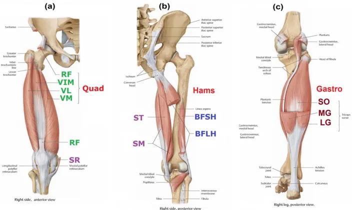 Figure 2.3: Les muscles entourant l'articulation du genou (a) vue antérieure, (b) et (c) vue  postérieure ( www.thieme.com/taa ) 