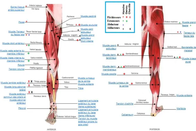 Figure 2.4: Muscles des membres inférieurs (vue antérieure et postérieure) 