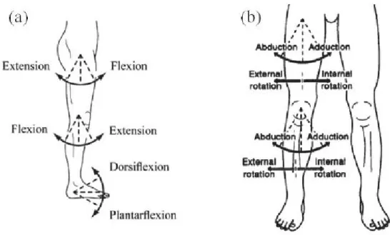 Figure 2.8: Les mouvements des membres inférieurs dans (a) le plan sagittal et (b) le plan frontal  b