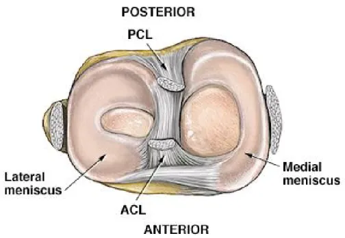 Figure 1-4: Vue en coupe transversale du genou droit  
