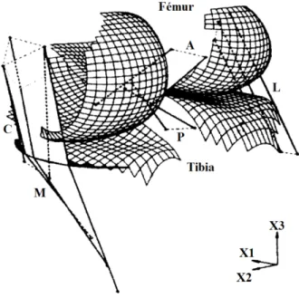 Figure 2-4: Représentation de la géométrie du modèle par éléments finis de Blankevoort et  Huiskes (1991)