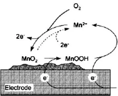 Figure 1-7 : Biocathode où s’effectuent la réduction et la déposition du MnO2  (modifiée d’après  He &amp; Angenent, 2006) 