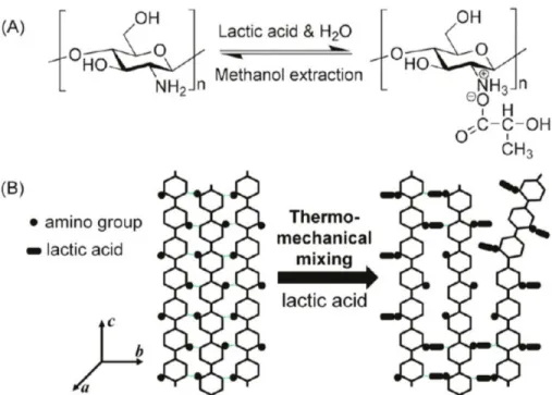 Figure 1-14 : Proposition de réaction antre le chitosan et l'acide lactique (A) et son effet sur la  structure cristalline du chitosane (Meng, et al., 2014) 