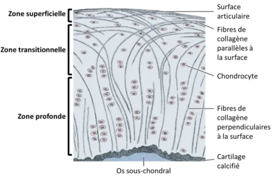 Figure 1-3 : Schéma de la structure du cartilage articulaire avec l’organisation spatiale des fibres  de collagènes