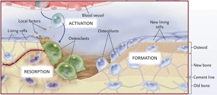 Figure 1-5 : Schéma de l’organisation cellulaire au cours du remodelage du tissu osseux
