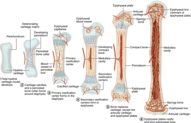 Figure 1-7 : Schéma des étapes du développement des os longs.  Image publiée dans (Junqueira  &amp; Mescher, 2010)
