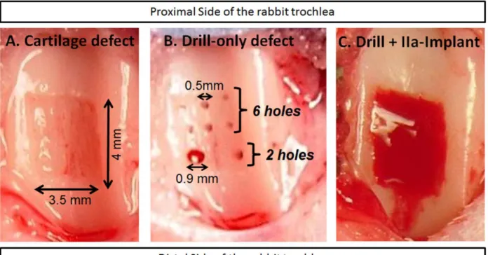 Figure  3-1 :  Articular  cartilage  repair  model  before  and  after  coagulation  factor-enhanced  implant delivery
