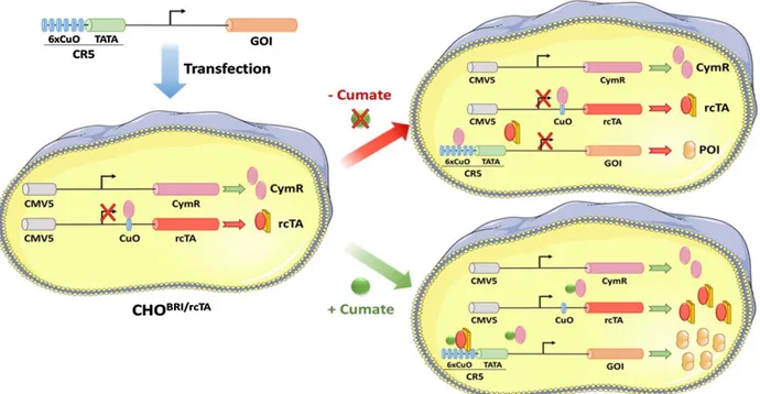 Figure 3.1: Le système inductible au cumate (Poulain et al., 2017) 