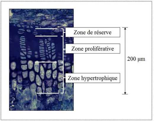 Figure 1.2: Zones histologiques de la plaque de croissance d’un rat, sur une lame colorée à la  toluidine bleue (microscope optique grossissement X20) 