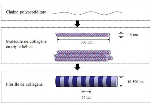 Figure 1.4: Structure en triple hélice du collagène (adapté de 