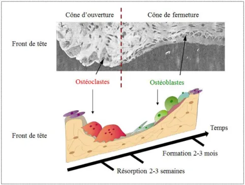 Figure 1.7: Unité de remodelage osseux montrant le couplage temporel entre ostéoclastes et  ostéoblastes (adapté de  https://www.math.duke.edu/mathbio/projects/ryser.html ) 