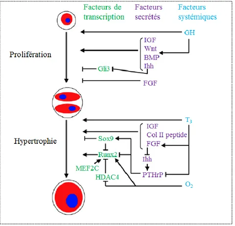 Figure 1.8: Régulation de la prolifération et de l’hypertrophie des chondrocytes de la PC (adapté  de (Mackie, et al