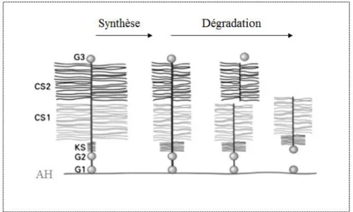 Figure 1.10: Synthèse et dégradation de l’aggrécane (adapté de (Sivan, et al. 2014))  1.2.1.4   Intégrité du disque 