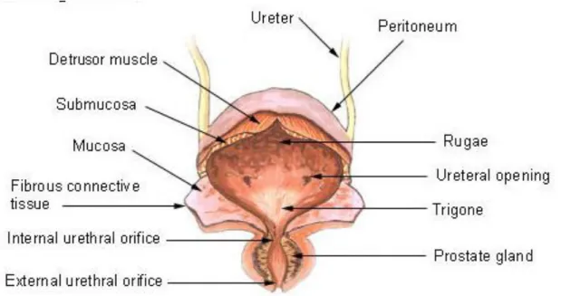 Figure 1-2 Anatomy of the urinary bladder, from [48] 