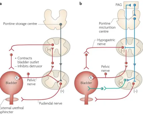 Figure 1-3: Neural circuits controlling the storage and voiding reflexes. A) Storage reflexes pathways