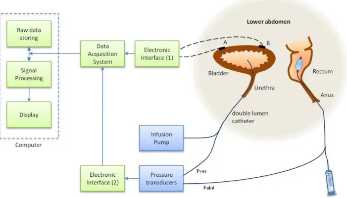 Figure 2-2: Typical setup used for studies of bladder activity. A and B are generic transducer or electrodes  located on different parts of the lower abdomen depending on experiment goals