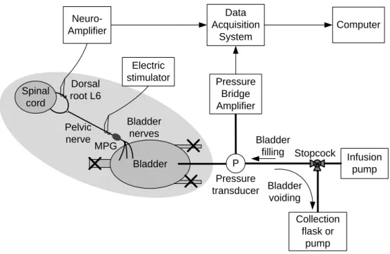 Figure  3-1:  Experimental  setup  used  for  identification  of  bladder  afferent  nerves  projecting  into  the  L6  root and for recording the afferent activity during a filling cystometry