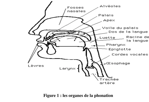 Figure 1 : les organes de la phonation  