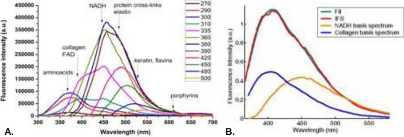 Figure  1.7 :  Les  spectres  de  fluorescence  intrinsèque  sont  la  somme  des  molécules  à  contraste  endogène  présentes  dans  les  tissus  humains