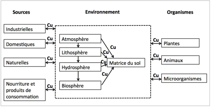 Figure 2.3: Sources, transport et interactions avec les organismes. Tiré de A. K. Shrivastava [33]
