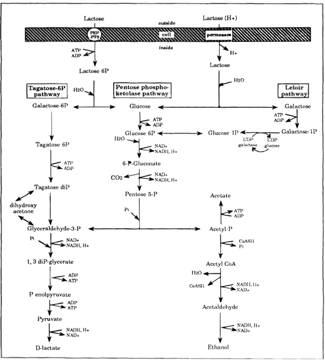 Figure  1.  Possible  biochemical  pathways  of lactose  breakdown  by heterolactic  bacteria