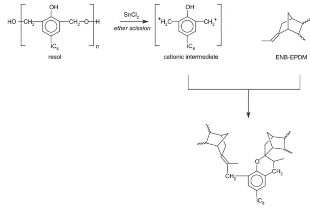 Figure 2-9. Simplified mechanism of SnCl 2 -activated resole crosslinking of ENB-EPDM (M