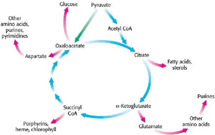 Figure  2.2.  Rôles  des  intermédiaires  du  cycle  TCA  comme  précurseurs  des  voies  anaboliques