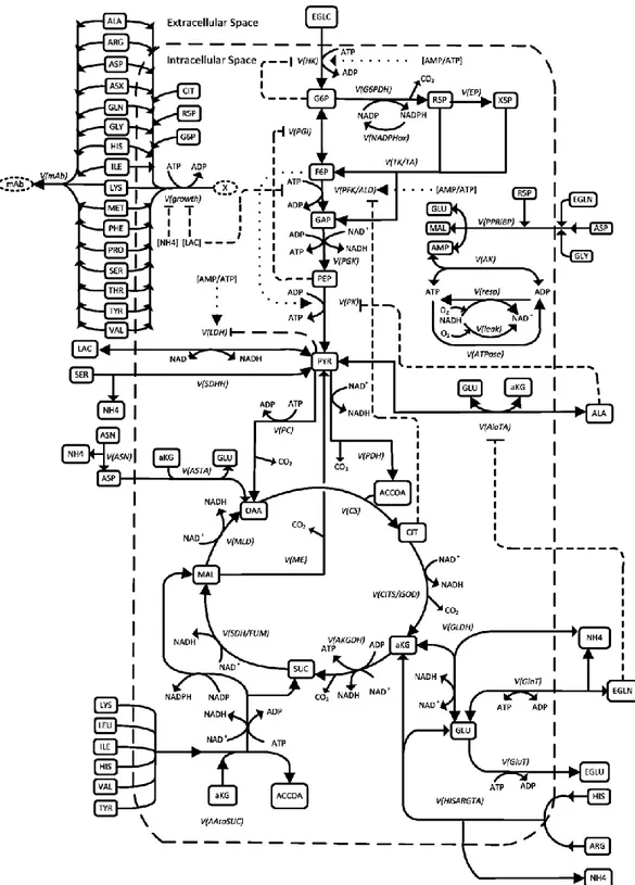 Figure 2.3. Schéma du réseau métabolique simplifié des cellules CHO. Les flèches désignent les  réactions  enzymatiques  liant  plusieurs  métabolites