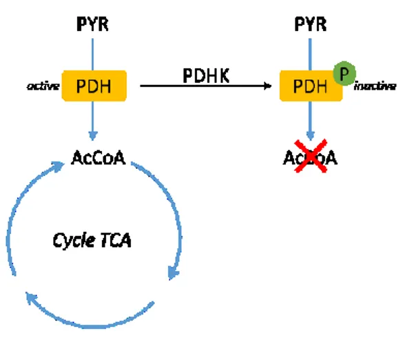 Figure 2.4. Mécanisme de régulation de l'activité du complexe pyruvate déshydrogénase (PDH)  par la pyruvate déshydrogénase kinase (PDHK) 