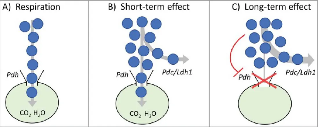 Figure 2.5. Le « goulot d’étranglement » mitochondrial : glycolyse aérobie observée à court et à  long terme chez les cellules de mammifères et la levure