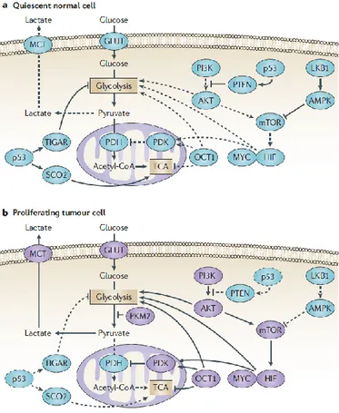 Figure  2.7.  Mécanismes  moléculaires  de  la  régulation  métabolique  des  cellules  tumorales