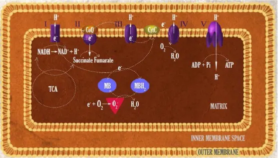 Figure 2.11 Mécanisme de transfert d'électron alternatif par le bleu de méthylène dans la chaîne de  transport des électrons à la membrane mitochondriale