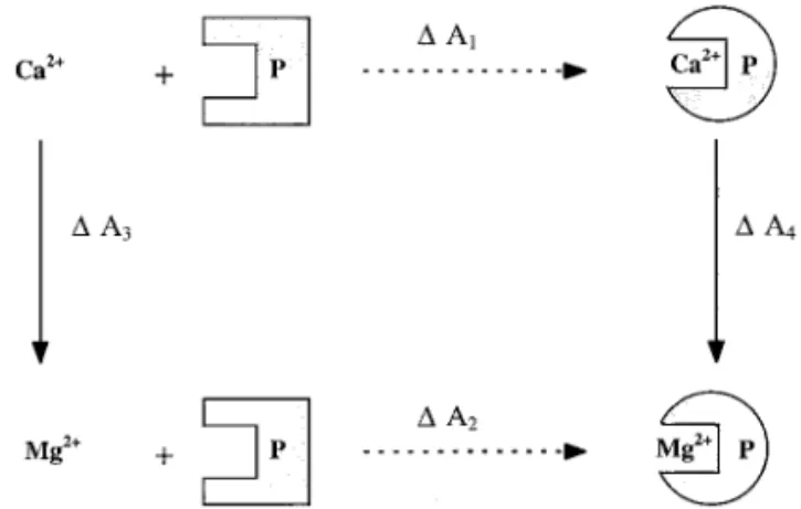 Figure 2. Thermodynamic cycle used to compute the relative free energy difference (A) associated to Mg 2