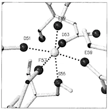 Figure 5. Predicted geometry of the EF-3 site of parv- parv-albumin, when it is occupied by Mg 2 