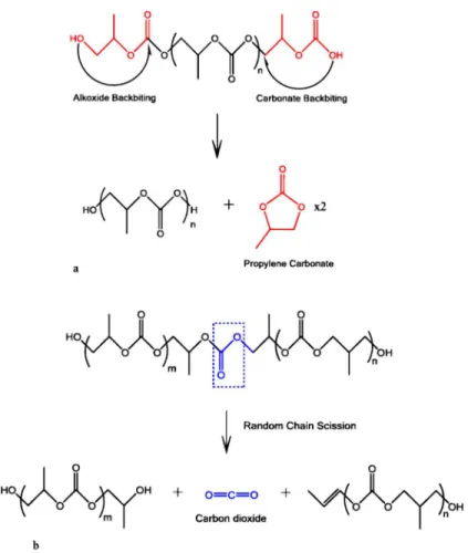 Figure 2-2. (a) Chain unzipping reaction in PPC occurring via an alkoxide or carbonate backbiting  pathway creating the cyclic propylene carbonate as the product