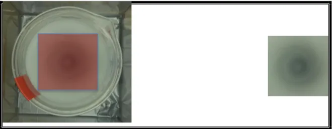 Figure 3.12: Cadrage d'une image pour EDG 
